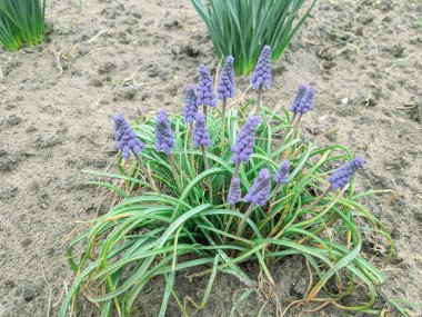 ilk bahar çiçekleri, güzel küçük mavi çiçekler