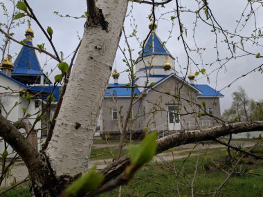 ilkbaharda güzel huş ağaçları, çiçek huş ağaçları