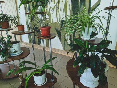 standında birçok kapalı çiçek