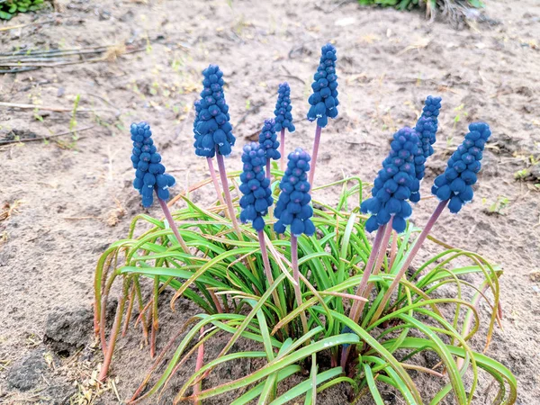 Első Tavaszi Virágok Szép Kis Kék Virágok — Stock Fotó
