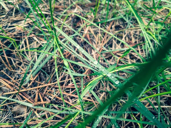 Bela Grama Verde Plantas Primeira Primavera — Fotografia de Stock