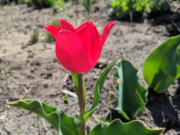 Linda Tulipa Vermelha Pétalas Tulipa — Fotografia de Stock