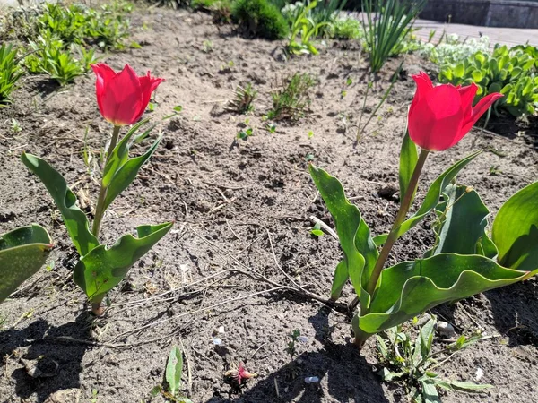Schöne Rote Tulpen Wachsen Garten — Stockfoto