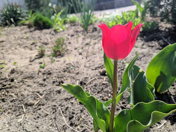 Linda Tulipa Vermelha Pétalas Tulipa — Fotografia de Stock