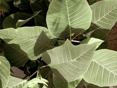 birçok büyük yeşil yaprakları