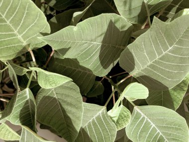 birçok büyük yeşil yaprakları