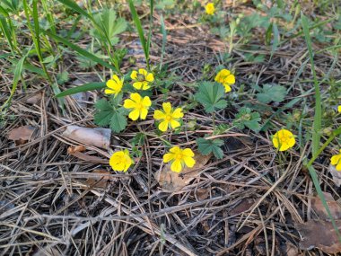 ormanda birçok küçük sarı çiçekler, bahar orman çiçekleri
