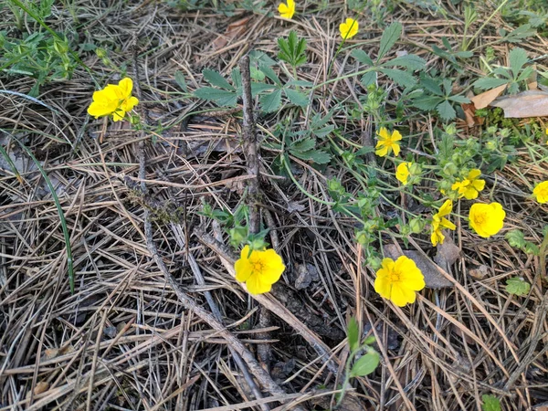 Beaucoup Petites Fleurs Jaunes Dans Forêt Fleurs Forêt Printemps — Photo