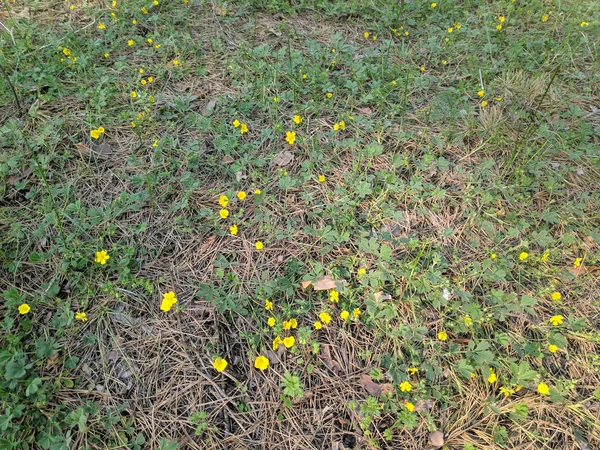 Sok Kis Sárga Virágot Erdőben Tavasszal Erdei Virágok — Stock Fotó