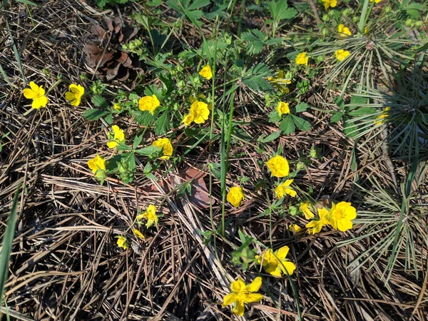 Wiele Małych Żółte Kwiaty Lesie Wiosna Las Kwiaty — Zdjęcie stockowe