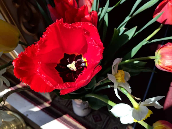 Belas Tulipas Vermelhas Amarelas Buquê Flores Primavera — Fotografia de Stock