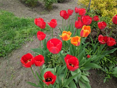 güzel kırmızı ve sarı laleler, bahar çiçekleri bir buket