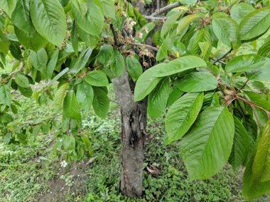 ağaçlarda büyük yeşil yapraklar