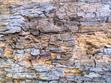 eski ağaç dokusu, ağaç kabuğu closeup, ahşap arka plan