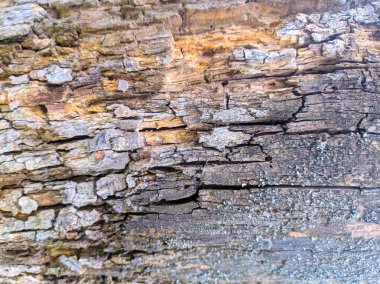 eski ağaç dokusu, ağaç kabuğu closeup, ahşap arka plan