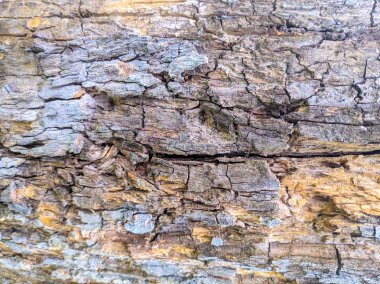 eski ağaç dokusu, ağaç kabuğu closeup, ahşap arka plan