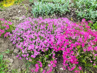 çok güzel mor çiçekler, parlak çiçekler büyük bir çalı