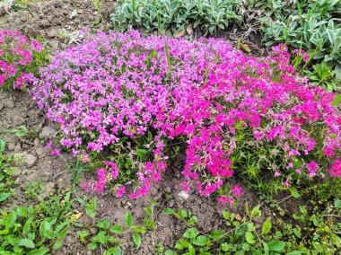 çok güzel mor çiçekler, parlak çiçekler büyük bir çalı