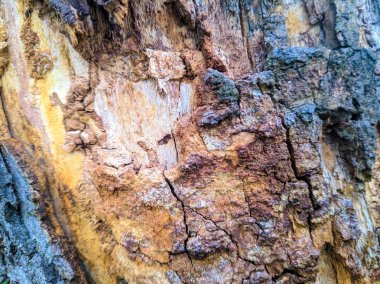 eski ağaç dokusu, ağaç kabuğu closeup, ahşap arka plan