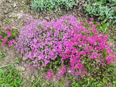 çok güzel mor çiçekler, parlak çiçekler büyük bir çalı