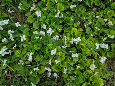 güzel yeşil çimen. çim doku