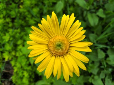 çim bir arka plan üzerinde büyük sarı çiçek, sarı papatya