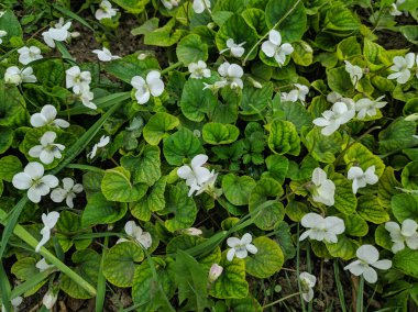 güzel yeşil çimen. çim doku