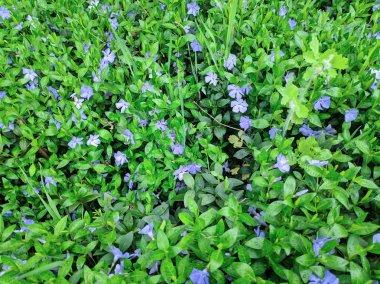 güzel yeşil çimen. çim doku