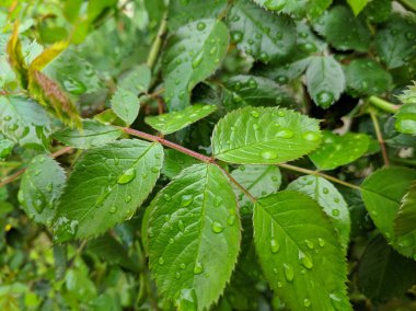 yeşil yaprakları, damla ve yaprakları üzerinde çiğ büyük damla