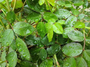 yeşil yaprakları, damla ve yaprakları üzerinde çiğ büyük damla