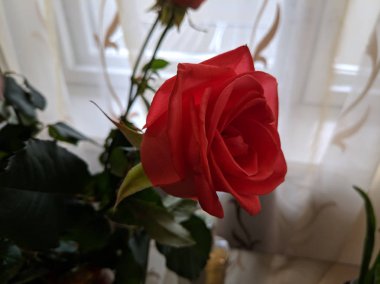 güzel güller, yaprakları ve gül tomurcukları, buket