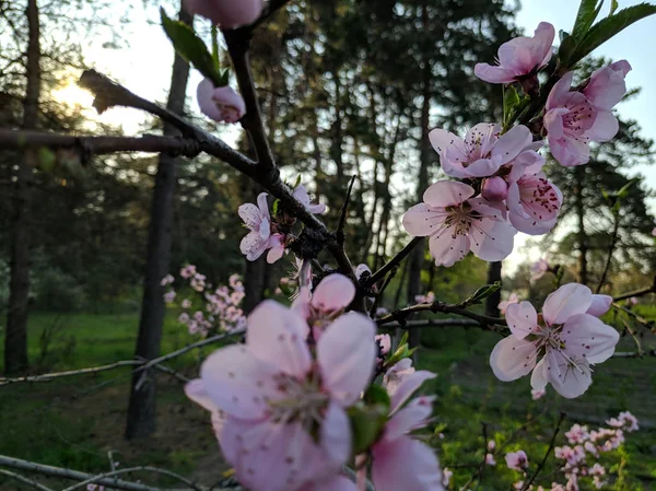 Beautiful Flowers Trees Trees Bloom Spring Petals Stamens — Stock Photo, Image