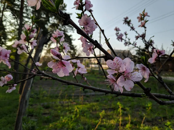 Hermosas Flores Los Árboles Los Árboles Florecen Primavera Pétalos Estambres — Foto de Stock