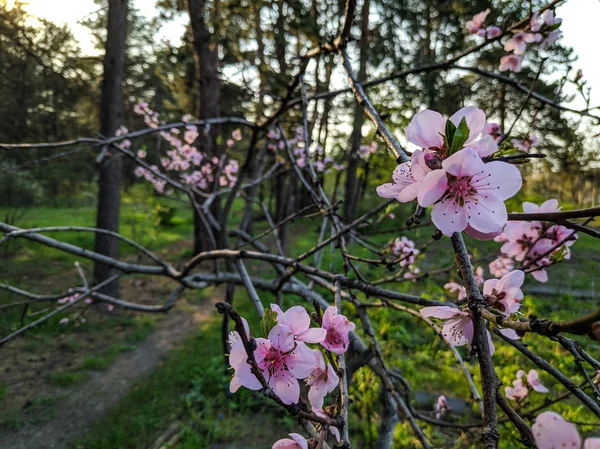 Beautiful Flowers Trees Trees Bloom Spring Petals Stamens — Stock Photo, Image