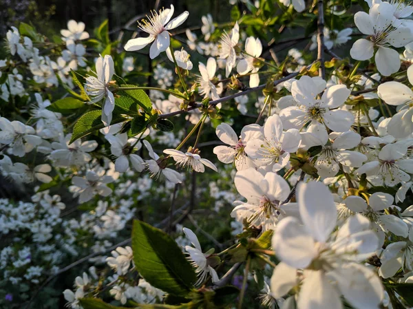 beautiful flowers on trees, trees bloom in spring, petals and stamens