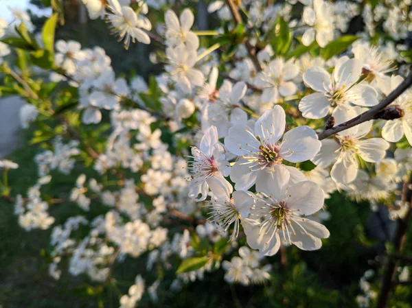 beautiful flowers on trees, trees bloom in spring, petals and stamens