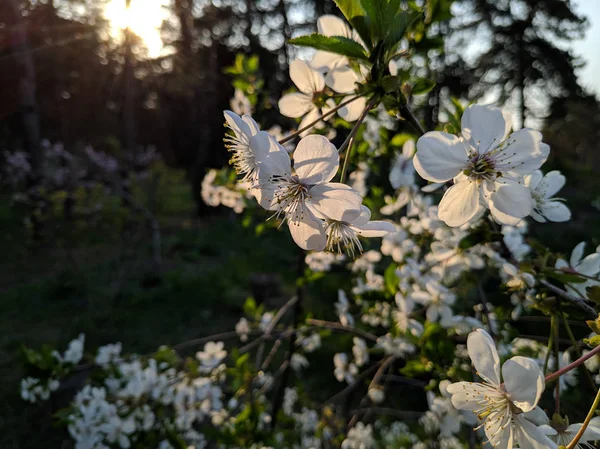 Vakre Blomster Trær Trær Som Blomstrer Våren Blader Støvbærere – stockfoto