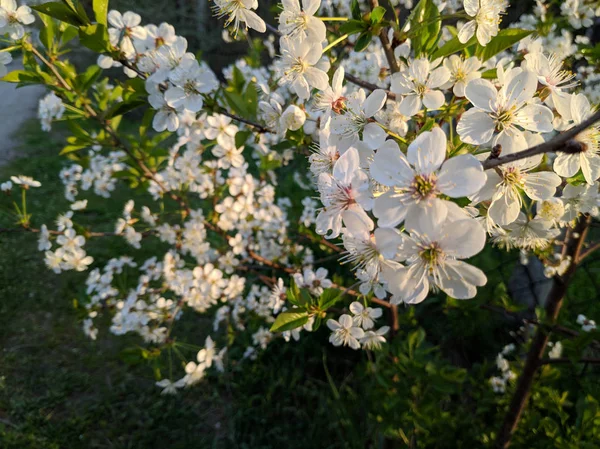 Beautiful Flowers Trees Trees Bloom Spring Petals Stamens — Stock Photo, Image