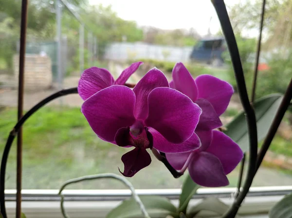 Schöne Orchideen Auf Der Fensterbank — Stockfoto