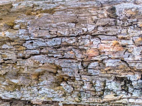 old tree texture, tree bark closeup, wooden background