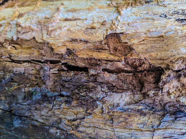 Textura Árvore Velha Árvore Casca Closeup Fundo Madeira — Fotografia de Stock