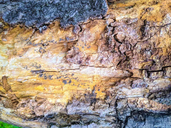 Old Tree Texture Tree Bark Closeup Wooden Background — Stock Photo, Image