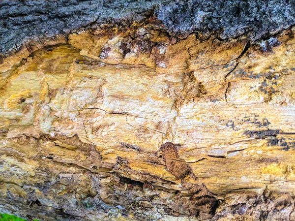 Old Tree Texture Tree Bark Closeup Wooden Background — Stock Photo, Image