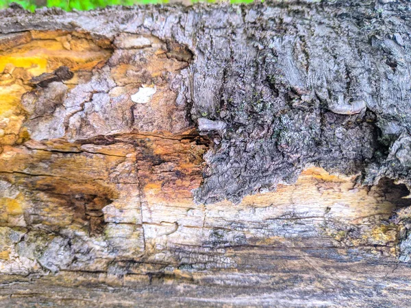 Old Tree Texture Tree Bark Closeup Wooden Background — Stock Photo, Image
