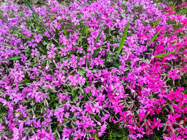 Много Красивых Фиолетовых Цветов Большой Куст Ярких Цветов — стоковое фото
