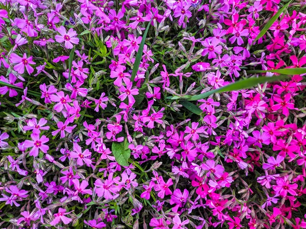 Veel Mooie Paarse Bloemen Een Grote Struik Van Heldere Bloemen — Stockfoto