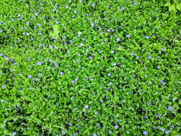 Bela Grama Verde Textura Grama — Fotografia de Stock