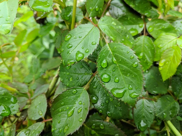 Große Tropfen Tau Auf Grünen Blättern Tropfen Und Blättern — Stockfoto