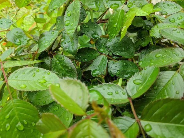 Große Tropfen Tau Auf Grünen Blättern Tropfen Und Blättern — Stockfoto