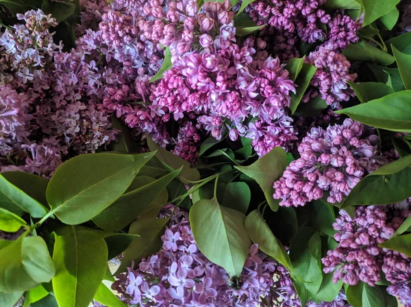 紫色丁香 美丽的丁香花束 紫色的花朵特写 — 图库照片
